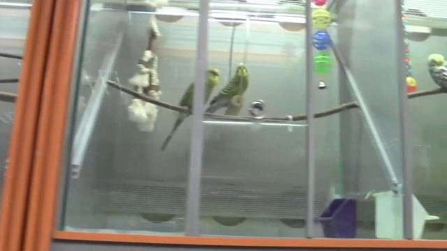 У МЕНЯ БУДЕТ ХОМЯК! Покупки из зоомагазина/ Что нужно для хомяка/ hamster// Good toys