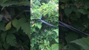 Малина Таруса.огромные вкусные ягоды.