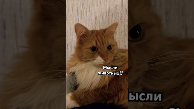 Могут ли животные передать свои мысли  другому?!