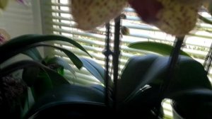 ОРХИДЕИ 8 | Вредители на орхидеях | Борьба с щитовкой, нематодами |