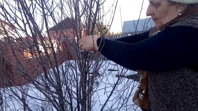 Обрезаю вишню войлочную