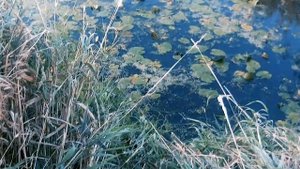 Охота с венгерской выжлой на пернатую дичь в 2021 году