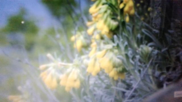 Оносма: целебные свойства и противопоказания. смотреть онлайн