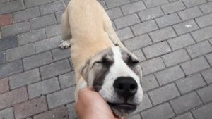 Алабай охранял двор, а я зашёл без спроса. Я такова не ожидал ЖЕСТЬ. Крутой сторож Алабай.
