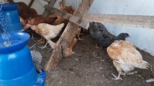 Спасаем кур от мошки?