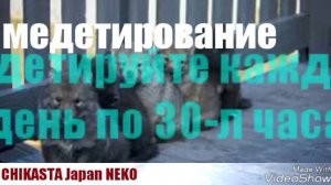 Как стать оборотнем все действует должно.