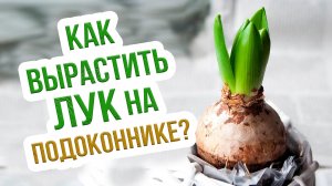 Лук на подоконнике. В земле, песке или опилках? ВЫБИРАЕМ ЛУЧШИЙ СПОСОБ!