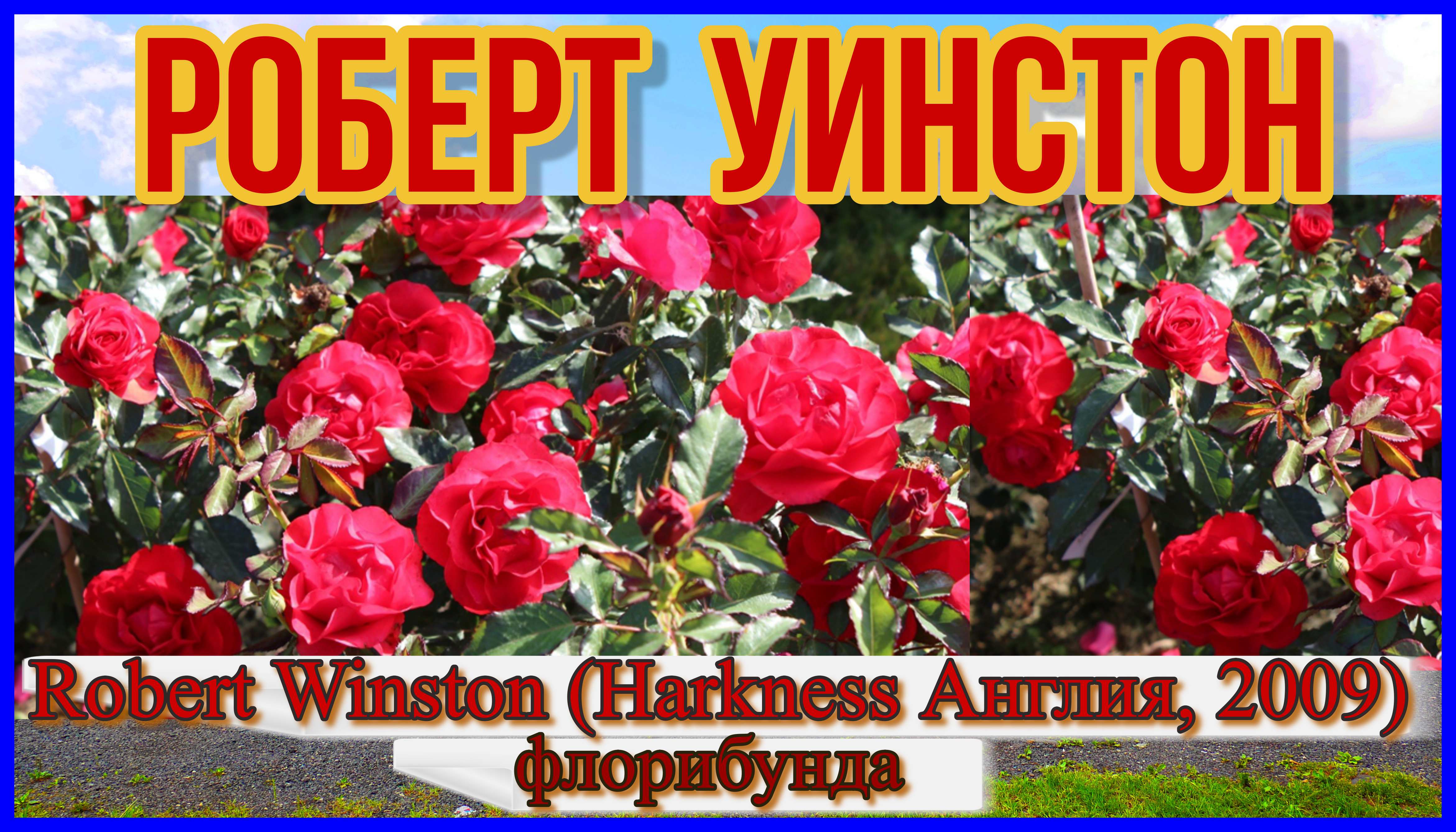 Роза Роберт Уинстон (Флорибунда) - Robert Winston (Harkness Англия, 2009)