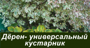 Дерен белый- восхитительный кустарник: яркий, нарядный, привлекающий внимание.