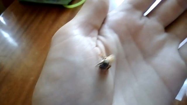 Вышла гибридная матка карника х кордован смотреть онлайн