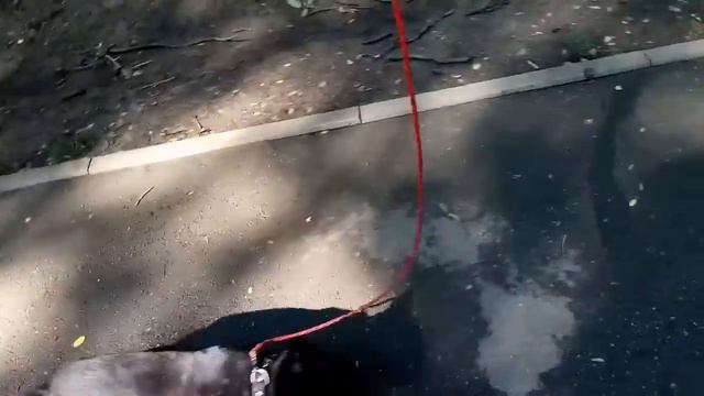 Гуляем с Арчи. Парк после ливня. 18.07.2020