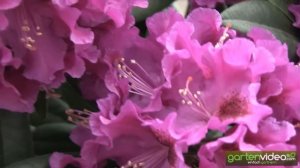 Grossblumige Rhododendron Purple Splendour