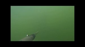 Подводная охота август 2024