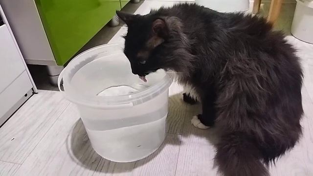 Ну очень уж вкусная вода ??? Целебная для Мишки??? смотреть онлайн