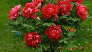 Пион древовидный Алые паруса (paeonia suffruticosa) ? обзор: как сажать, саженцы пиона Алые паруса