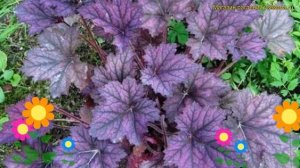 Гейхера гибридная Фростед виолет. Краткий обзор, описание характеристик heuchera Frosted Fiolet