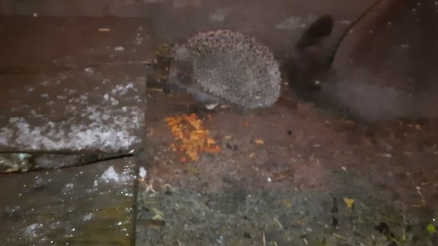 Ежик после спячки смотреть онлайн