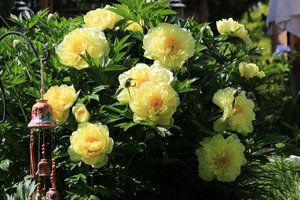 Пионы. Посылка.