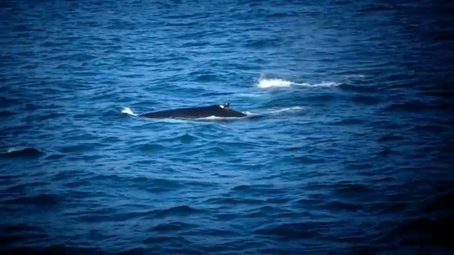 Tур за наблюдение на китове в Акурейри, Исландия смотреть онлайн