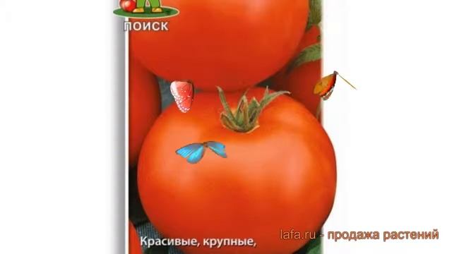Томат обыкновенный Подарочный (podarochnyy) ? Подарочный обзор: как сажать, семена томата Подарочны смотреть онлайн