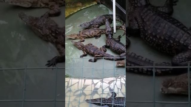 Крокодиловая ферма. Анапа. 2021. Змея. Крокодилы. Экскурсия. смотреть онлайн