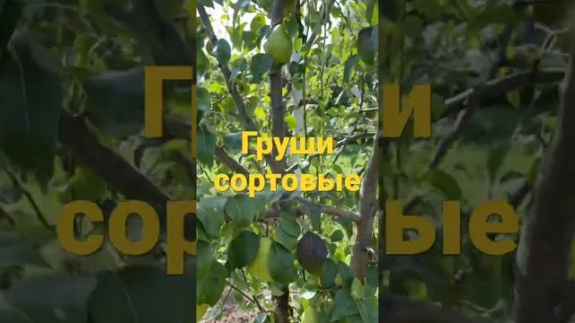 Сортовые груши на даче смотреть онлайн