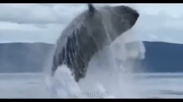 Псалом 36. Псалом Давида. Обетования Божьих заповедей. смотреть онлайн