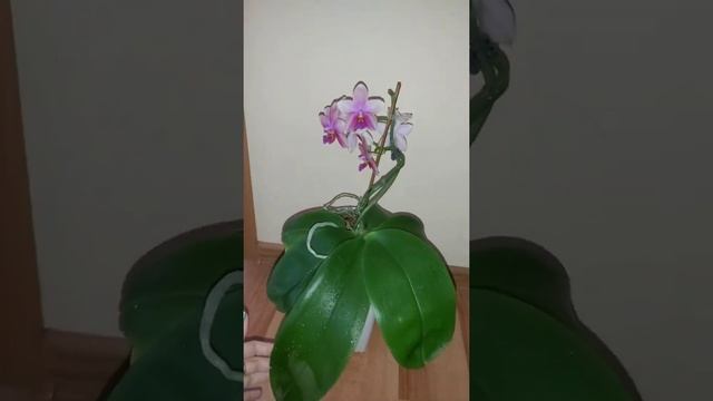 Моя ШИКАРНАЯ orchid Liodoro очень ароматная