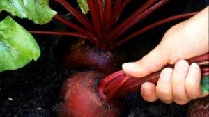 Не упусти!!! КОГДА выкапывать свеклу осенью в сентябре и октябре