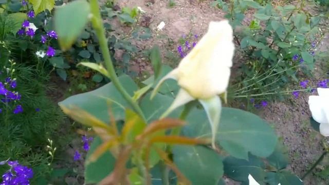 Вазони на карантині без поливу 2,5 місяці\ Цветы в доме без полива 2,5 месяца смотреть онлайн