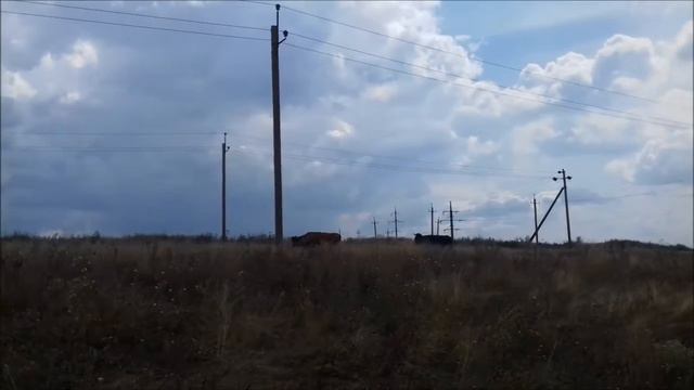 #Селидово Коровы вблизи ОЧЕНЬ большие животные! смотреть онлайн