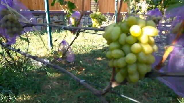 @Виноград Сицилия селекции Бурдака А В Отзыв винограде 2020 смотреть онлайн