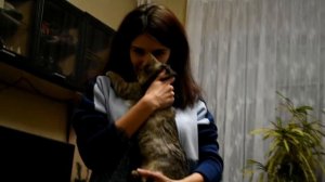 Плюсы и минусы шиншилл