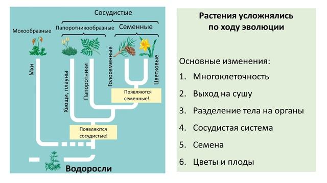 Эволюция. Растения. Этапы развития растений. Эволюция растений 7 класс биология. Эволюция растений презентация 7 класс.