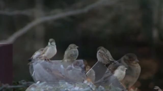 Воробей.
