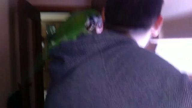 Китайский кольчатый попугай#Коннор надо твоя помощь смотреть онлайн