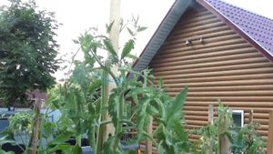 Томат Белорусское сердце очень урожайные красные сердечки