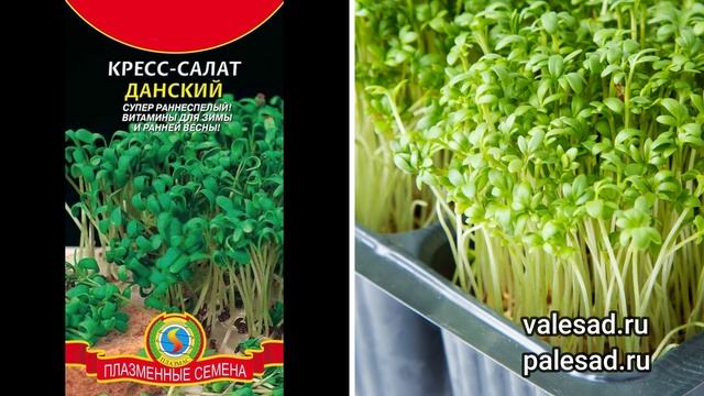 ЭТИ РАСТЕНИЯ ПОРА СЕЯТЬ в ДЕКАБРЕ! Как вырастить землянику, зелень, пряные травы из семян