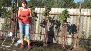 Почвенный биоинсектицид ПЕЦИЛОМИЦИН для осени