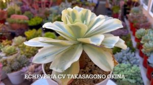 #477 VARIEGATED KOREAN SUCCULENTS IDENTIFICATION | TÊN CÁC LOẠI SEN HÀN | 다육식물 | 多肉植物 | Suculentas