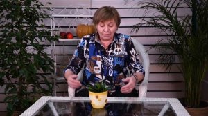 АЛОЭ ? Почему алоэ не цветет на подоконнике ? Полезные свойства алоэ