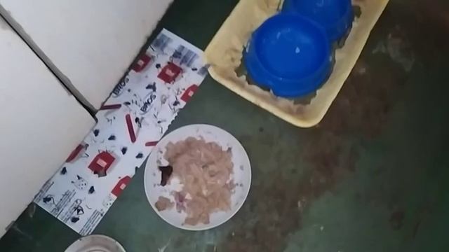 ТАРАКАНЫ В КВАРТИРЕ ОХОТА ЗА ТАРАКАНАМИ.ЗАДАВИЛ ОГРОМНОГО ТАРАКАНА смотреть онлайн