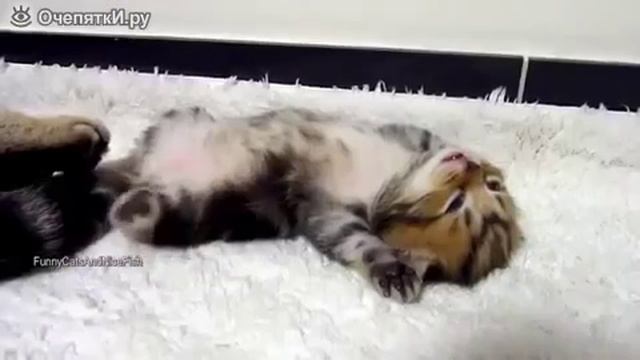 Котята во сне смотреть онлайн