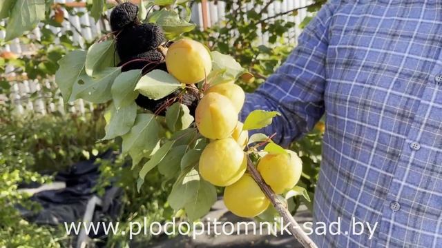 ВИДЕО ЗИМОСТОЙКИХ СОРТОВ АБРИКОСА ДЛЯ СРЕДНЕЙ ПОЛОСЫ смотреть онлайн