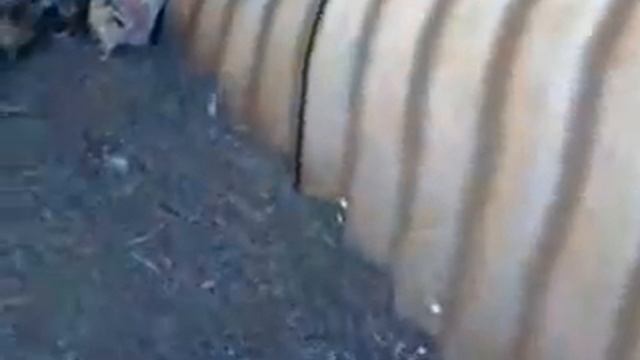 вот курица смотреть онлайн