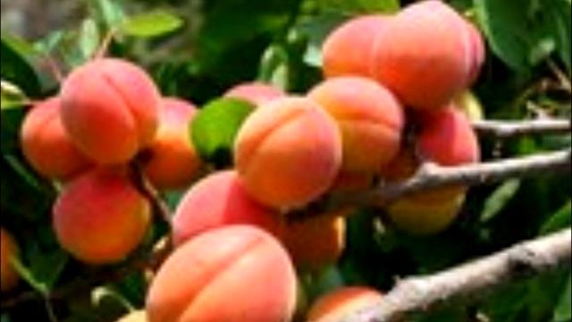 Разрешенные:фрукты,овощи,ягоды и зелень для декоративных кроликов смотреть онлайн