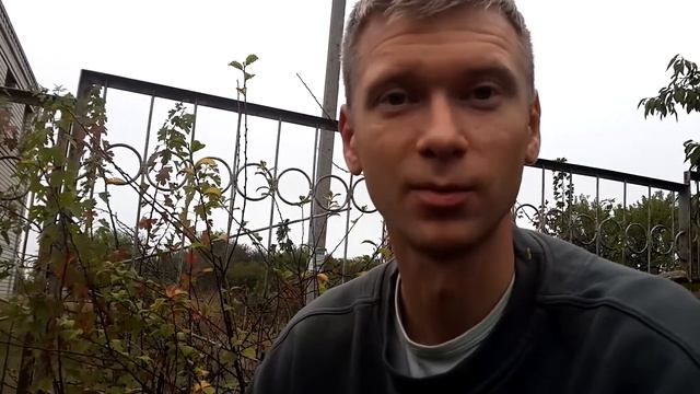 Посадка СОСНЫ и хвойных деревьев/кустарников. Как и когда пересадить самому своими руками. смотреть онлайн