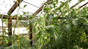 САМЫЕ ВКУСНЫЕ И СЛАДКИЕ ТОМАТЫ!!! ЛУЧШИЕ ПРОВЕРЕННЫЕ КРАСНЫЕ И РОЗОВЫЕ СОРТА, КОТОРЫЕ Я САЖАЛ!