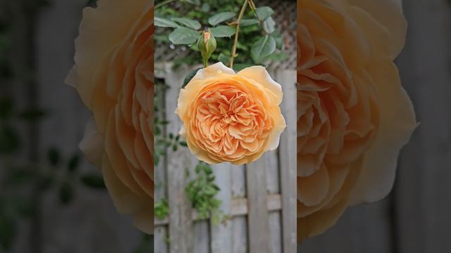 David Austin Roses - Crown Princess Margareta #flower #roselovers #roseflower #beautifulroses #rose