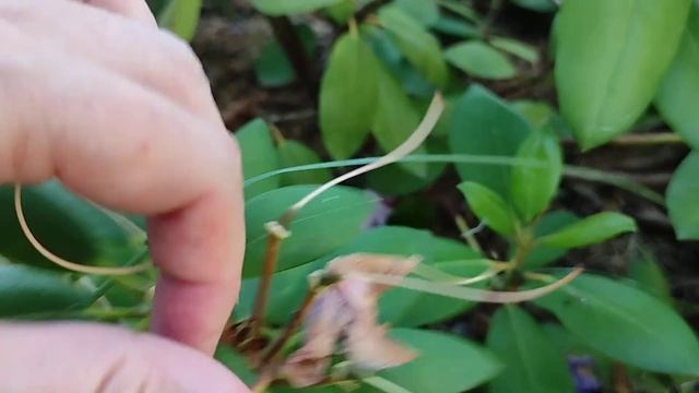 Уход за РОДОДЕНДРОНОМ после ЦВЕТЕНИЯ! смотреть онлайн